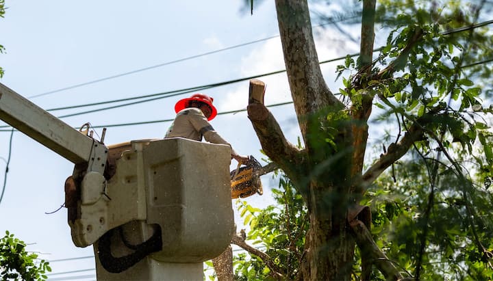 Tree care and maintenance services in Lincoln