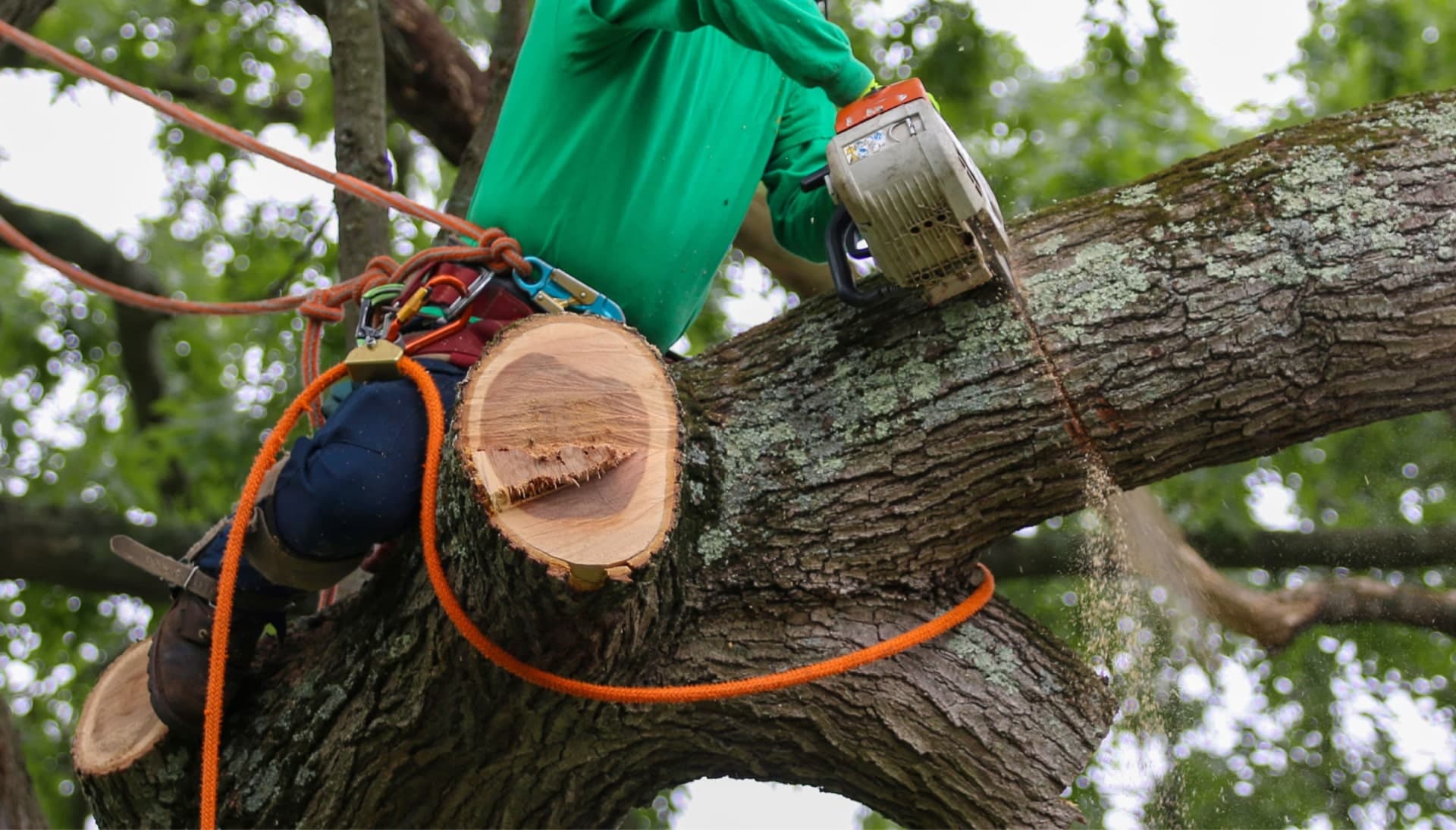 Shed your worries away with best tree removal in Lincoln