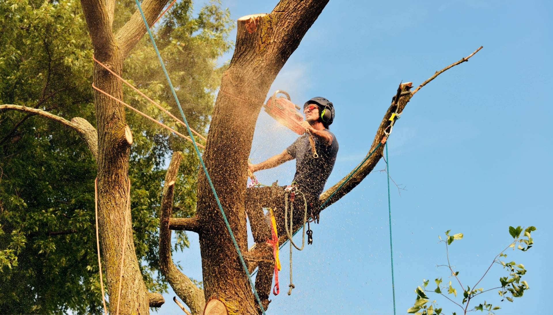 Get rid of tree problems with the expert tree removal contractors in Lincoln
