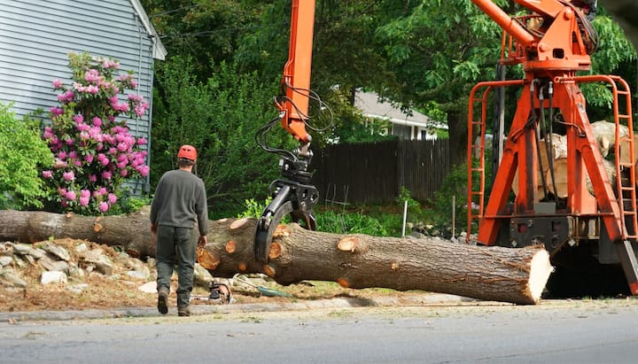 Local partner for Tree removal services in Lincoln