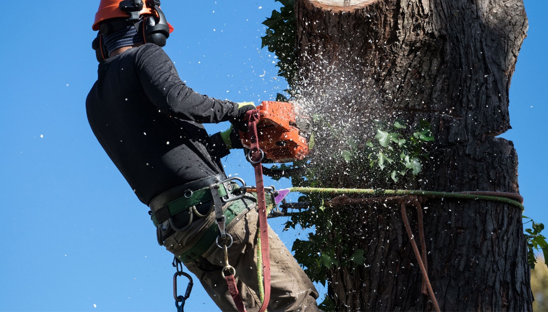 Professional Tree removal solutions in Lincoln