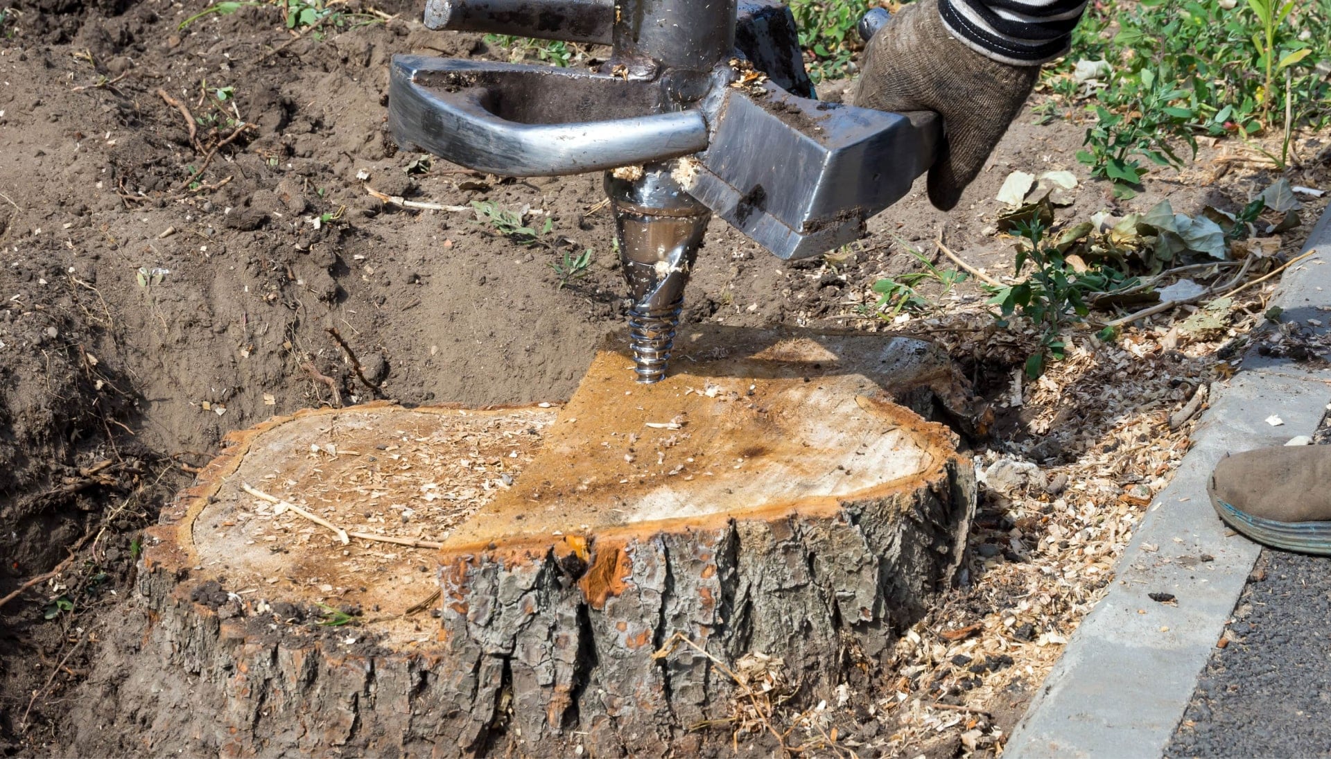 Lincoln Tree stump removal